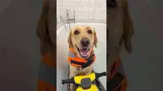 Labrador Buddy&rsquo;s &ldquo;Jet Ski Mayhem&rdquo;! #FunnyDog #Buddy #dogescape #shortvideo