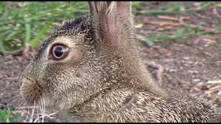 Заяц и удод || The hare and the hoopoe family