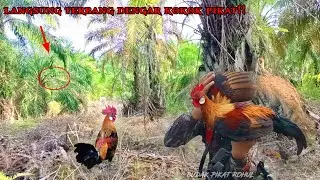 Luar biasa,,,Cara Datangnya AYAM HUTAN ini sangat Berbeda seperti biasanya