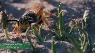 Philanthe apivore, Philanthus triangulum, European beewolf,