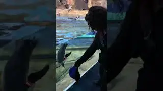 Penguin Hypnotized By Baseball Cap