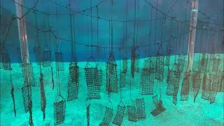 Raft floating method of pearl cultivation | Pearl Oyster Farming and Pearl Culture