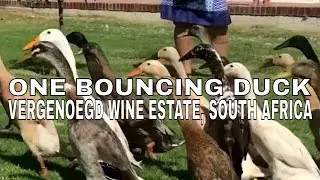 A Duck Parade at Vergenoedgd Wine Estate, South Africa