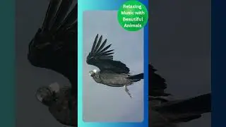 #40 Relaxing music with beautiful animals - New Series #wildlife #animals #meditation #mindfulness