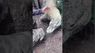 Dangerous animals caught being friendly | Dangerous Animals and Their Unexpected Kindness