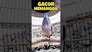 Tekukur Gacor Full Bekur Memanggil Lawan ‼️