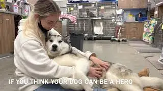 Canine Superheroes | Blood Donors at Veterinary Specialists of Sydney