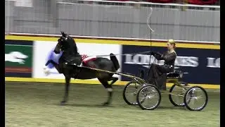 2019 Royal Agricultural Winter Fair