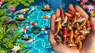 Unboxing goldfish type, veil tail, blakat fish, catching fish, koi fish, spade tail, fish challenge