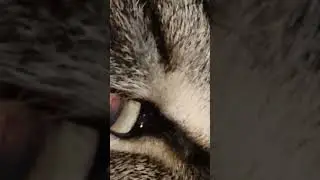 Extreme close up on my cat's fuzzy little face!