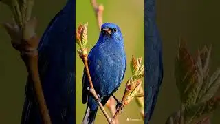 A vibrant male Indigo Bunting bird perched on a delicate tree branch. #birds #birdlovers #wildlife