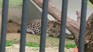 #8 March 2018 Jaguar at Wanpark Kochi, Kochi, Japan