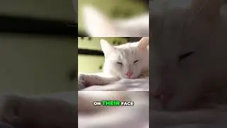Cat Head Bunting: Decoding Feline Affection & Communication!