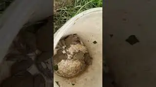 #frog #funny #animals #cute #facts #preyfrog #frogs #tuckkytu #teplonghengfunny #animalfrogsurvival