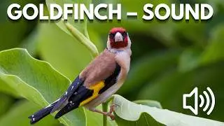 Bird Sound Library | European Goldfinch &ndash; Bird Song & Calls (Nature Sounds)