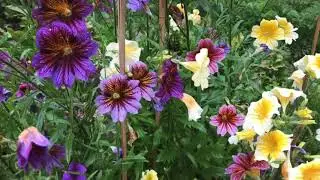Alaska Botanical Garden Summer