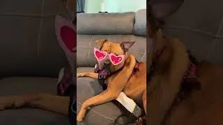 Love me some second dinner. #dog #funny #seconddinner