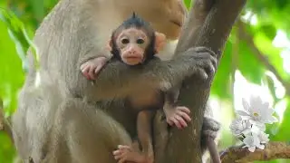 The good mother monkey has experience in taking care of her baby monkey