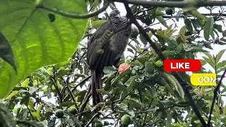 Guacharaca, ave de los Andes Colombianos