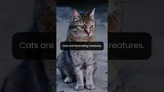 Feline Behavior Reveals Complex Social Structures