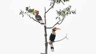 Great hornbill pair at mahanada wildlife sanctuary #hornbills #hornbillsound