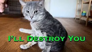 A Strange Cat Video