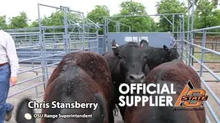 Chris Stansberry of OSU in the Cattle Flow Box from GoBob Pipe and Steel