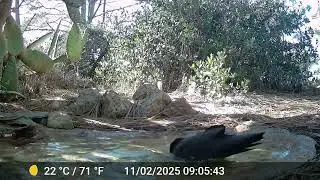 Torrey Trail Cam | Raven Bathing at Torrey Pines | January 2026
