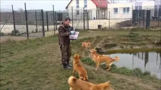 Dingos in Mittelfranken (Ein Verein entsteht)