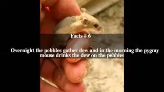 African pygmy mouse Top # 10 Facts