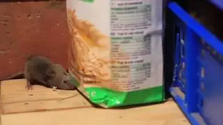 Rodent Control - Free Inspection - Ailing House Pest Management Inc - Monterey County CA