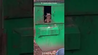 Why Raccoons Might Be the Coolest Unconventional Pet 🦝🤯