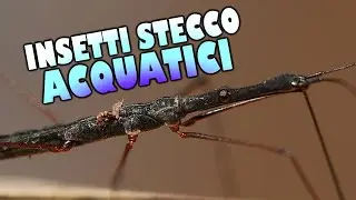 Insetti stecco... acquatici! - Hydrometridae