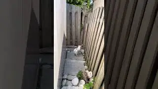 Ep535: 11&6 month Chihuahuas: Cherry bark at squirrel