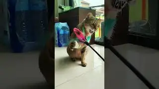 ❤️Cat Plays with Feather Toy&hellip; Then Tastes It & Spits It Out 😂