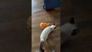 Frankie Meets Toy Cat &mdash; Butt Sniff & Face Chew Chaos! 😹