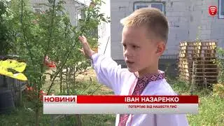 У Вінниці лисиці турбують людей, новини 2018-09-10
