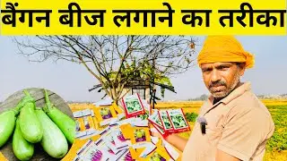 बैंगन बीज बोने की सही तकनीक | 100% रिजल्ट | बैंगन की नर्सरी बना | Baigan Nursery Making Tips 🍆🍆