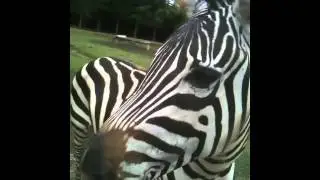 Harmony Safari Park