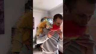 Our dog rescued an injured lizard and brought it to us 🦎🐶❤️ | Real animal rescue