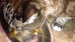 9Lives Plus Care Cat Food Kibble Eating Demonstration