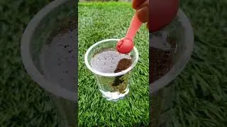 How to use coffee fertilizer for plants