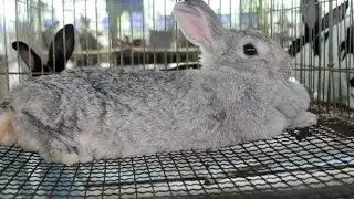 How to raise rabbits at home Breeding rabbits