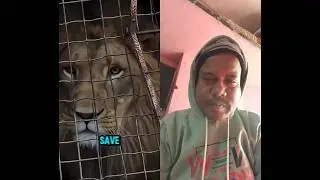 How lion saved#youtube #funny #duet #motivation #facts #love #lion #livestream