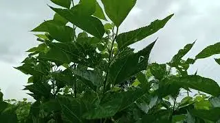 Sericulture - Mulberry Tree Formation - Part 02