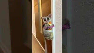 Малыш Буш Бэби прыгает на камеру