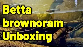 Sibu Peat Swamp Ditch – Betta brownorum, Unboxing - Enclosure | Bharadwaz | Habitat, Biotope
