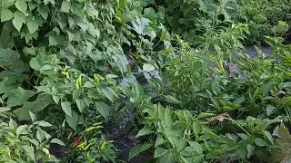 Our backyard garden is in full production.