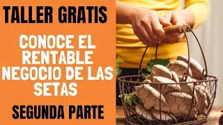 Taller Setas Orellanas Segunda Parte