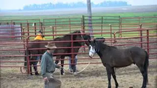 Nokota Horse Observation and Application Clinic with Jack Lieser